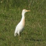 Cattle Egret, Papercourt Water Meadows (A Goddard).