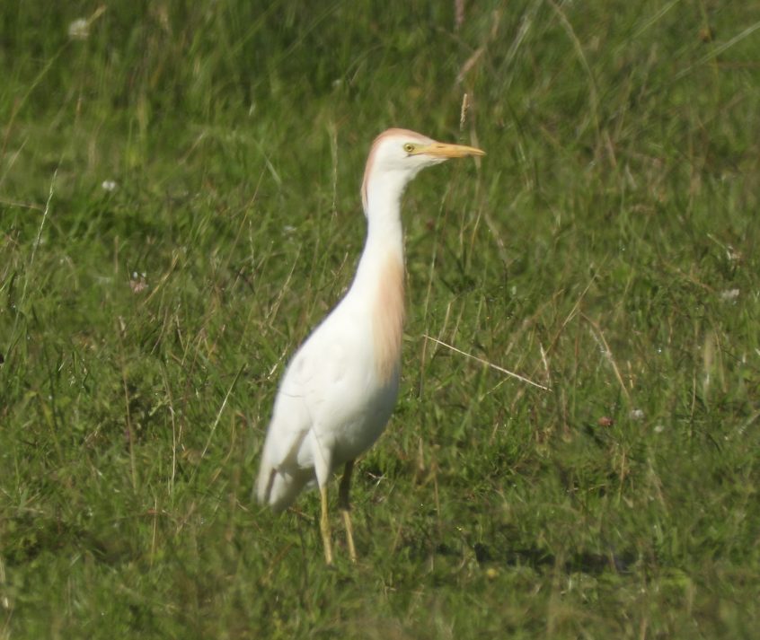 Cattle Egret, Papercourt Water Meadows (A Goddard).