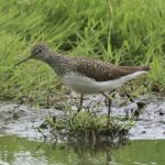 Green Sandpiper, Holmethorpe SP (G Hay).