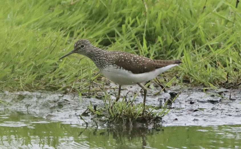 Green Sandpiper, Holmethorpe SP (G Hay).
