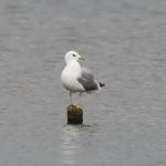 Common Gull, Holmethorpe SP (G Hay).