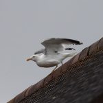 Yellow-legged Gull, Holmethorpe SP (G Hay).