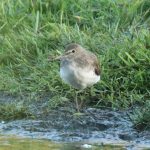 Green Sandpiper, Holmethorpe SP (G Hay).