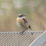 Whinchat, Beddington Farmlands (I Jones).