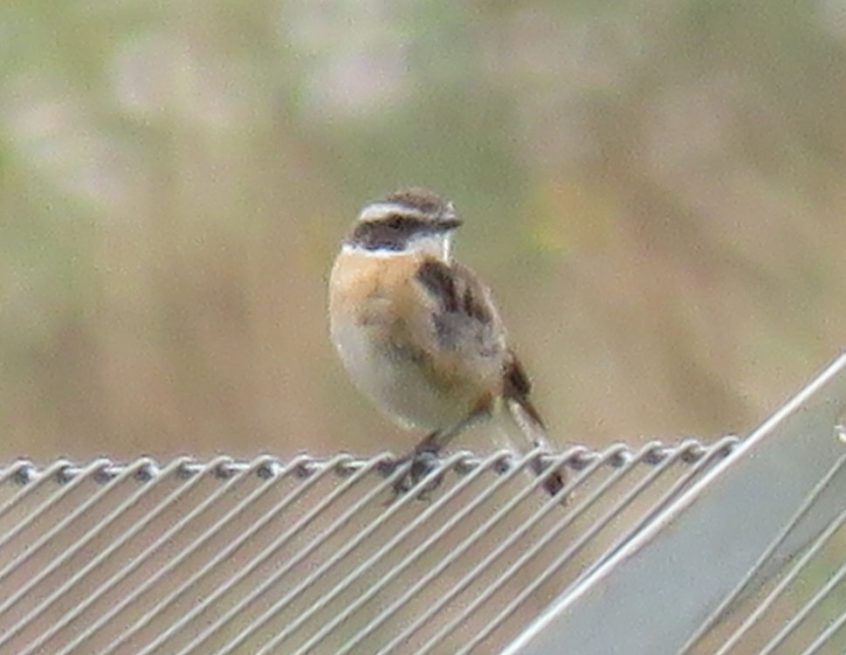 Whinchat, Beddington Farmlands (I Jones).