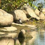 Green Sandpiper, London Wetland Centre (M Bradbury).