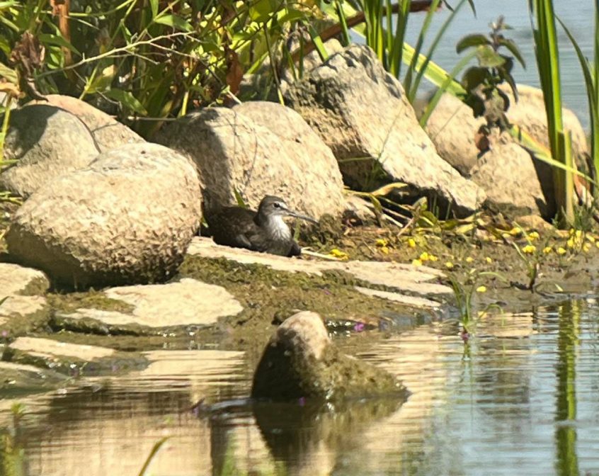 Green Sandpiper, London Wetland Centre (M Bradbury).
