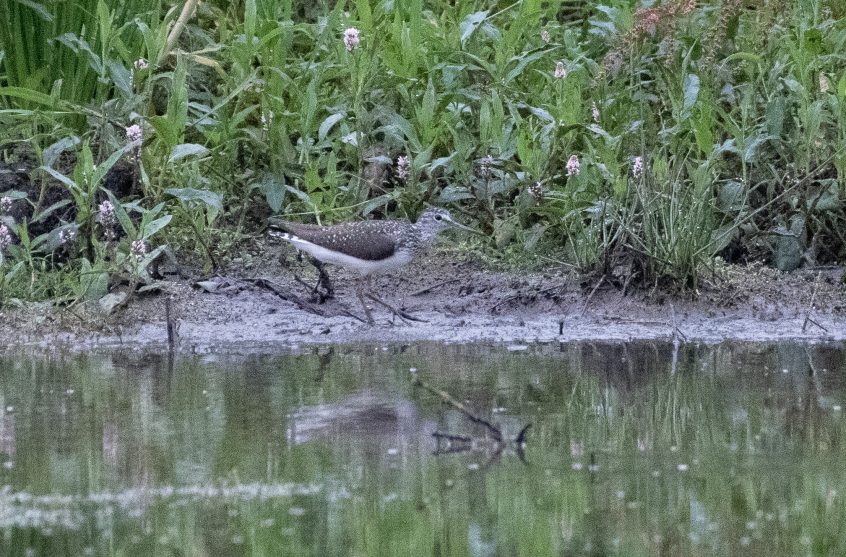 Green Sandpiper, Lammas Lands (E Stubbs).