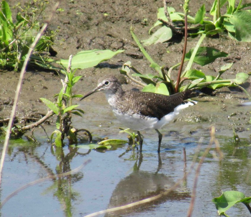 Green Sandpiper, London Wetland Centre (J Reeves).