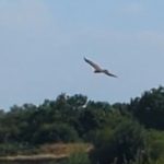 Marsh Harrier, Beddington Farmlands (P Rogers).