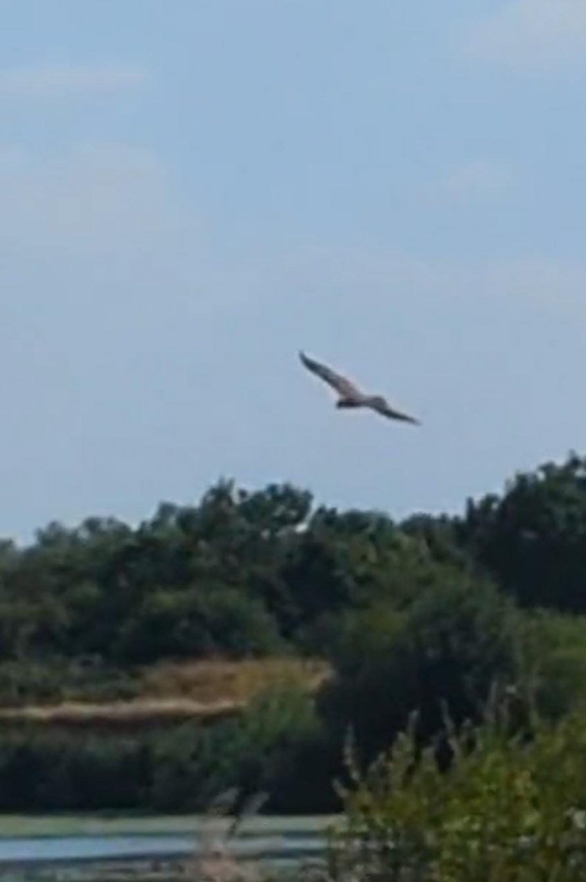 Marsh Harrier, Beddington Farmlands (P Rogers).