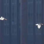 Oystercatchers, Tate Modern (R Braddock).