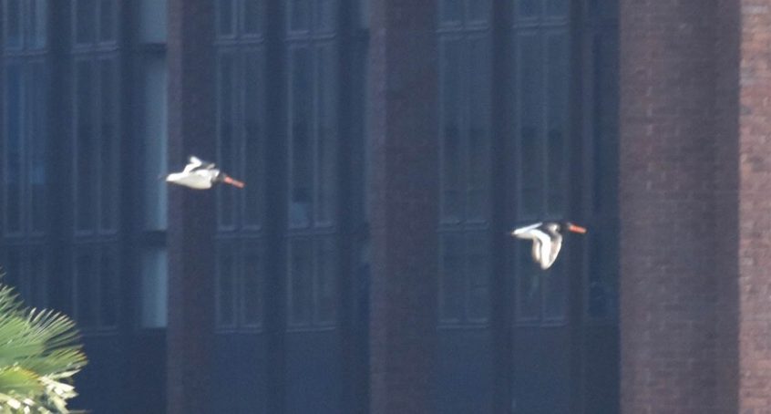 Oystercatchers, Tate Modern (R Braddock).