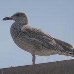 Caspian Gull, Kingston upon Thames (T Inns).