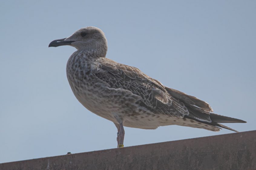 Caspian Gull, Kingston upon Thames (T Inns).