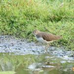 Green Sandpiper, Holmethorpe SP (G Hay).