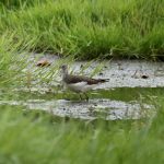 Green Sandpiper, Holmethorpe SP (G Hay).