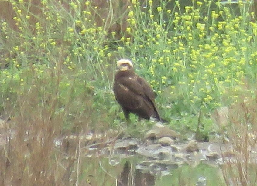 Marsh Harrier, Beddington Farmlands (I Jones).