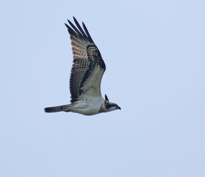 Osprey, Shackleford (E Stubbs).