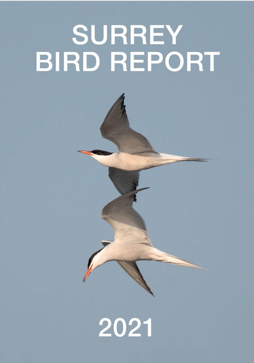 Surrey Bird Report 2021