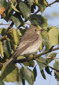 Spotted Flycatcher, Blackheath (K Britten).