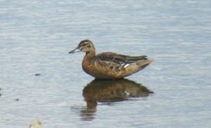 Garganey, London Wetland Centre (J Reeves).