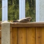 Nightjar, Croydon (J Forsyth).