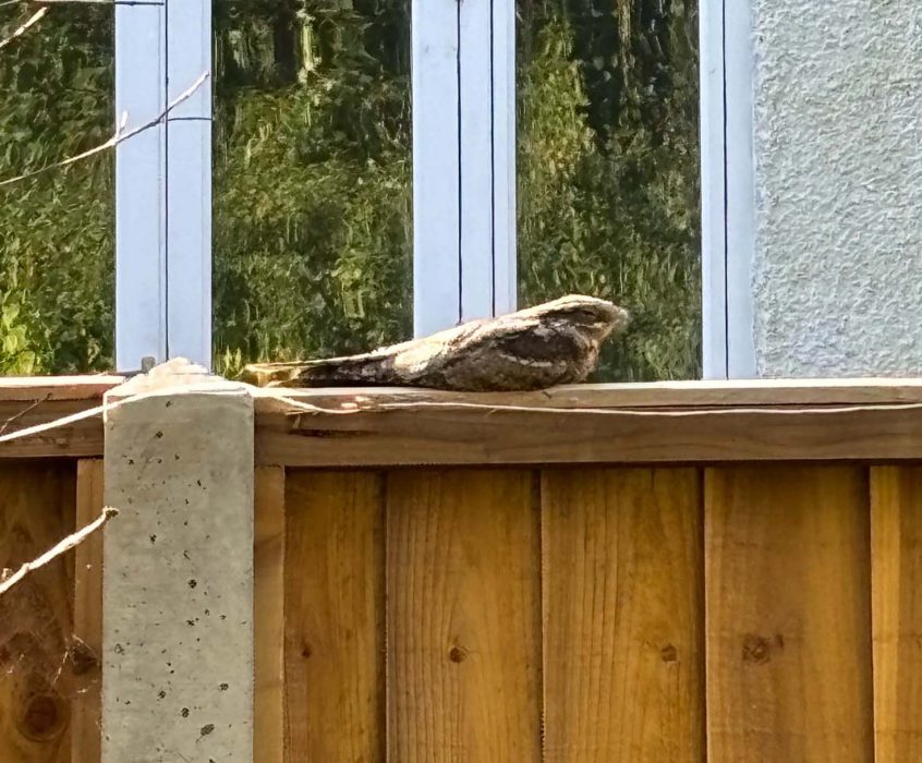 Nightjar, Croydon (J Forsyth).