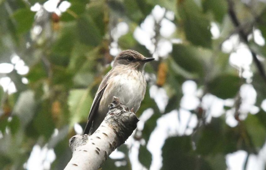 Spotted Flycatcher, Tate Modern (R Braddock).