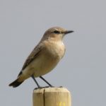 Wheatear, Beddington Farmlands (I Jones).