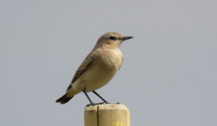 Wheatear, Beddington Farmlands (I Jones).