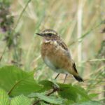 Whinchat, Beddington Farmlands (I Jones).