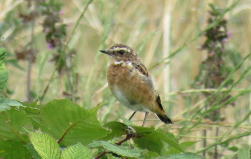 Whinchat, Beddington Farmlands (I Jones).