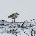 Wood Sandpiper, Thursley Common (E Stubbs).