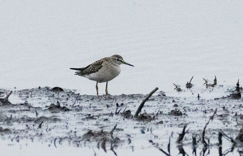 Wood Sandpiper, Thursley Common (E Stubbs).