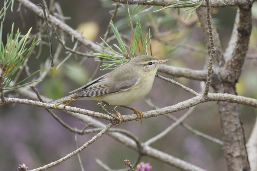Willow Warbler, Blackheath (K Britten).