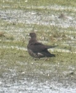 Arctic Skua, Tice's Meadow (J Jordan).