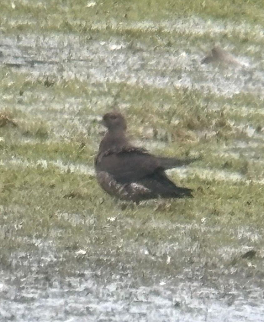 Arctic Skua, Tice&#039;s Meadow (J Jordan).