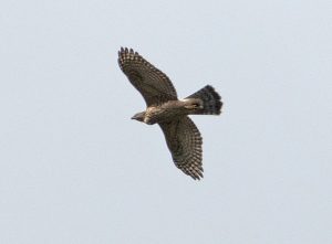 Goshawk, Eashing (E Stubbs).