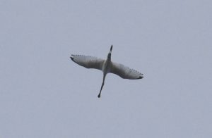 Spoonbill, Tate Modern (R Braddock).