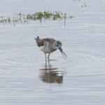 Greenshank, London Wetland Centre (P Gilfilian).