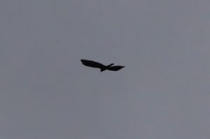 Marsh Harrier, Holmethorpe SP (G Hay).