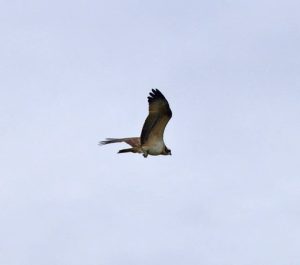 Osprey, Holmethorpe SP (G Hay).