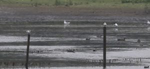 Sandwich Terns, Tice's Meadow (K Duncan).