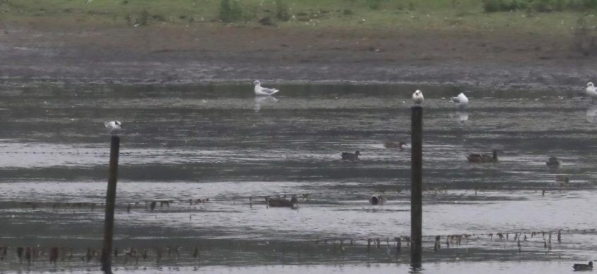 Sandwich Terns, Tice&#039;s Meadow (K Duncan).