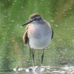 Wood Sandpiper, Beddington Farmlands (I Jones).