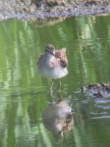 Wood Sandpiper, Beddington Farmlands (D Bulling).