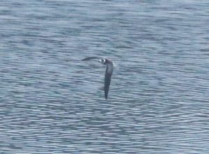 Black Tern, Mercers CP (G Hay).