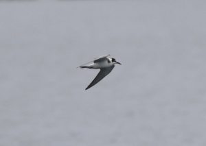 Black Tern, Mercers CP (G Hay).