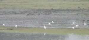 Cattle Egrets, Tice's Meadow (J Snell).